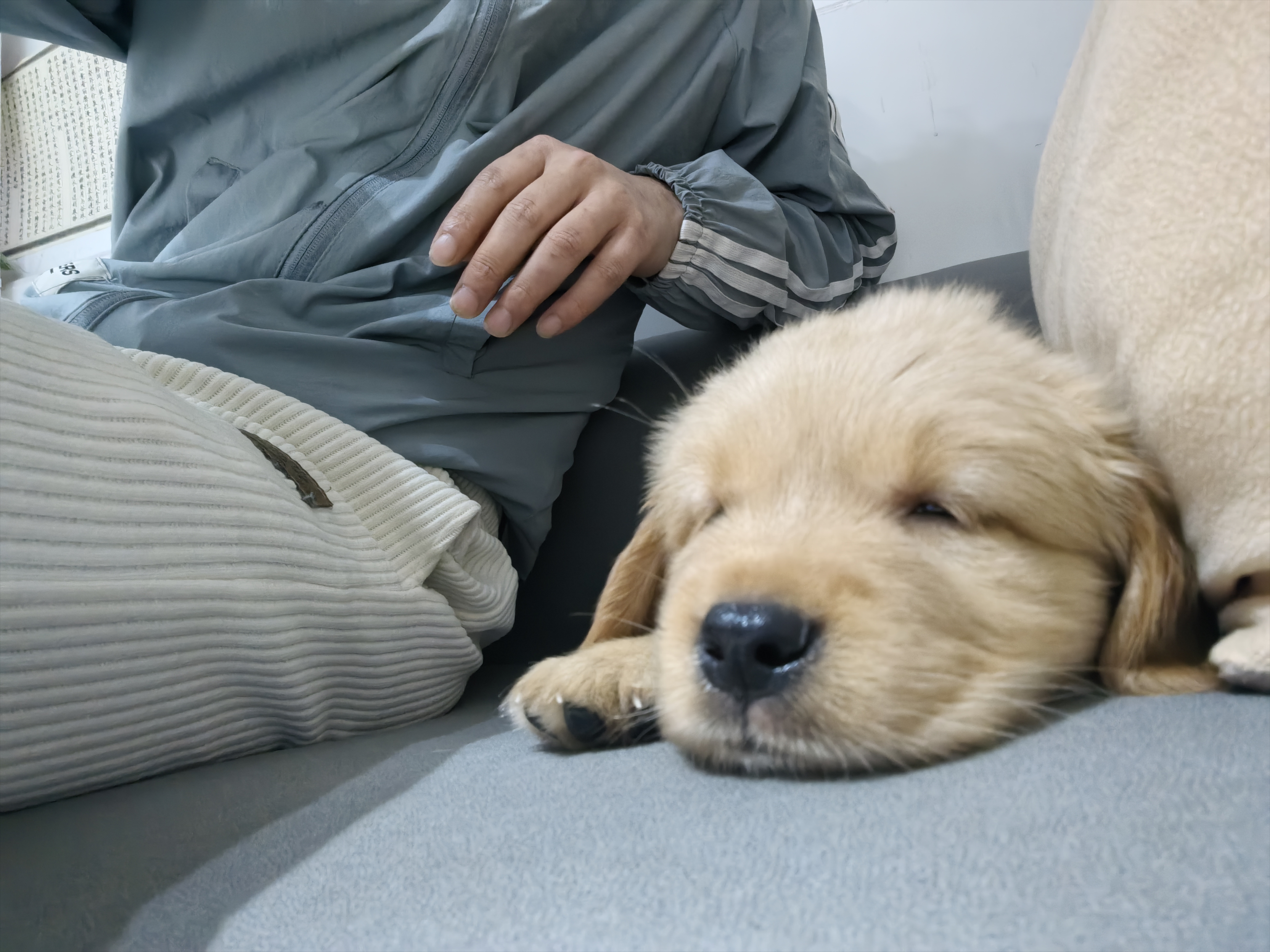 大骨架暖男小金毛